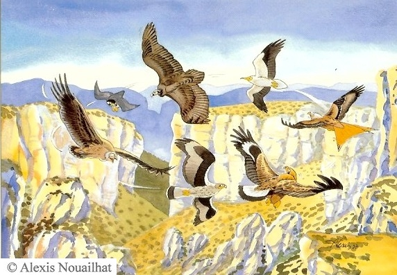 Alexis Nouailhat Gypaète