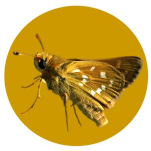 avatar de SylviEnvironnement