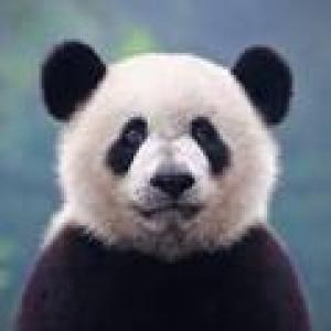 avatar de Panda