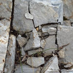 avatar de Dentiste_de_Crolles