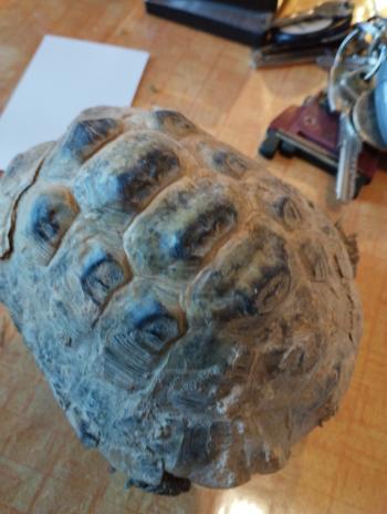 avatar de turlututu41