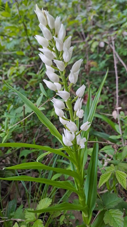 C'est cool de trouver de nouveaux sentiers après 25 ans sur les Adrets 👍🏻