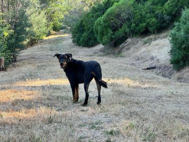 Balade en soirée avec Thalie 🐕