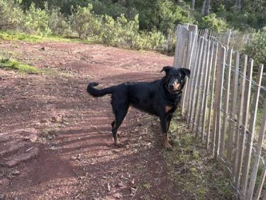 Estérel - Autour du Bombardier avec Thalie 🐕