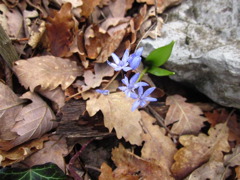 1ères scilles encore timides!