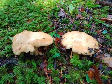 285809DA-0FDD-48CC-B197-0254C4753426.