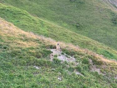TMB-E5-Refuge_Elena —> Relais_d’Arpette (par le col du Grand Ferret)