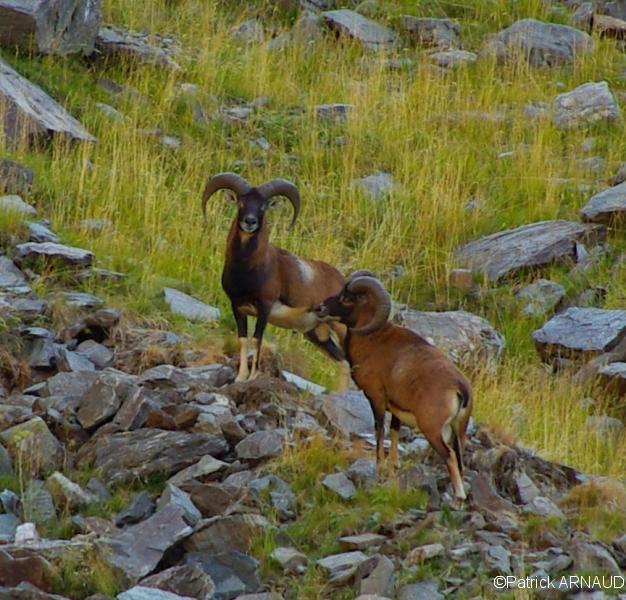 2 mouflons