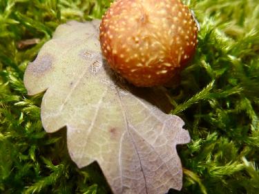 Une curiositÃ© de la nature !