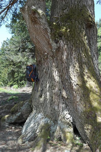 30 m de haut et + de 5m de circonférence