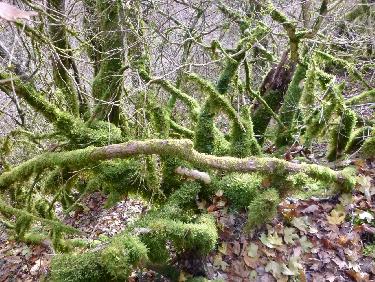 Traversee de la forÃªt primitive 