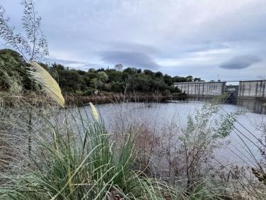 Balade en soirée avec Thalie 🐕