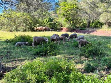 Estérel - Randonnée à la Maison forestière des Malavalettes par Roussivau, avec Roméo et Thalie 🐕