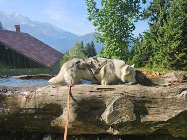 RUN 31: Classique tour des Ayeres