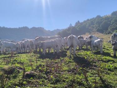 GR 10. Ustous à Aulus