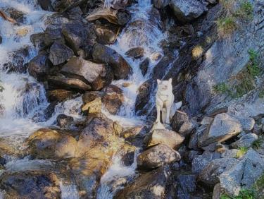 RUN 113: Refuge de Loriaz