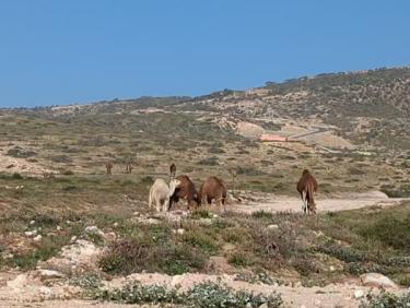 Trail avec les dromadaires