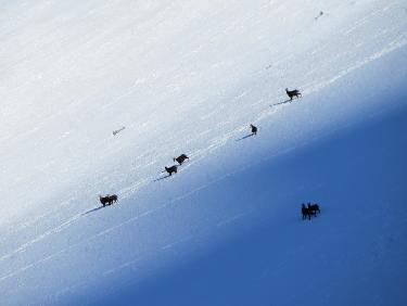 Harde de chamois sur les pentes neigeuses