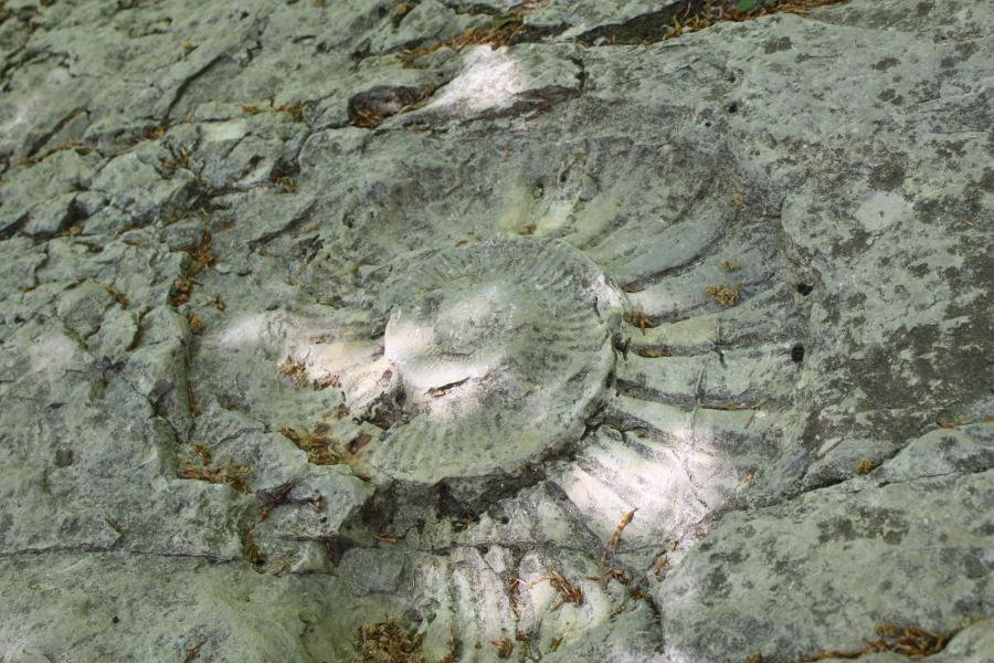 AMMONITE