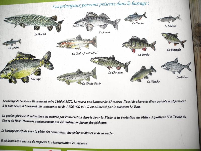 Aide Ã  l'identification de la faune locale