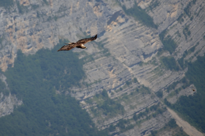 Aigle