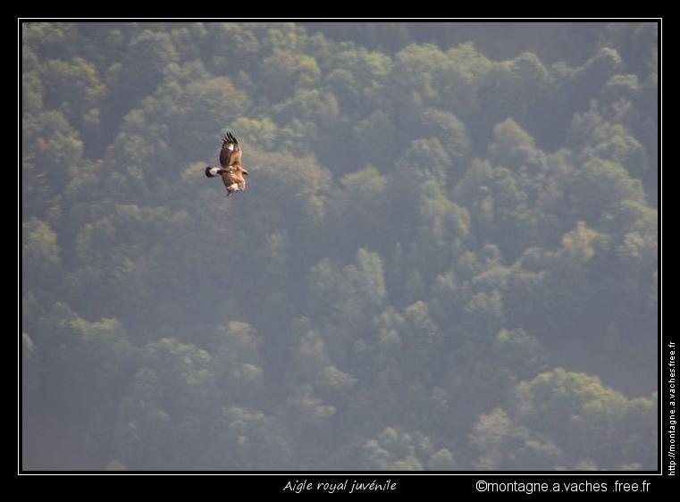 Aigle juvénile