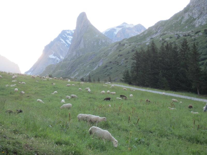 Aiguille de la Vanoise à la montée