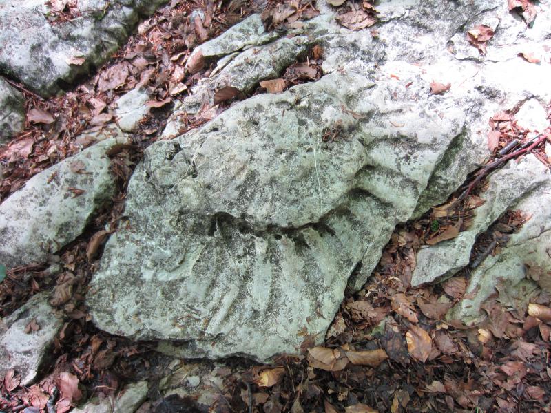 Ammonite