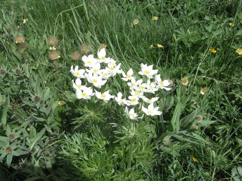 Anémone