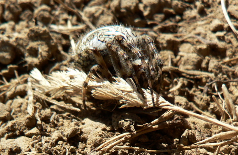 Araignée. Quel est son nom ?