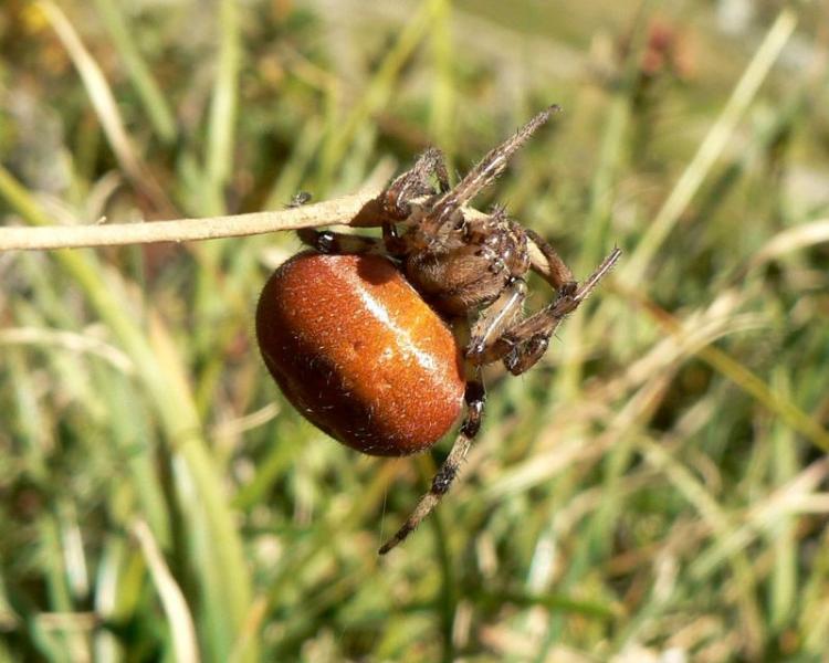 Araignée du vallon d'Etache