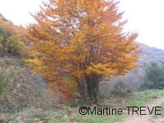 Arbre en automne sur la route