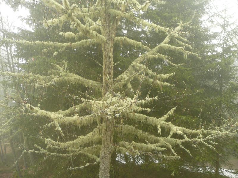 Arbres fantomatiques