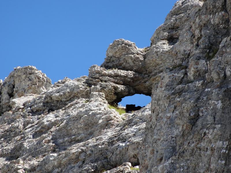 Arche !