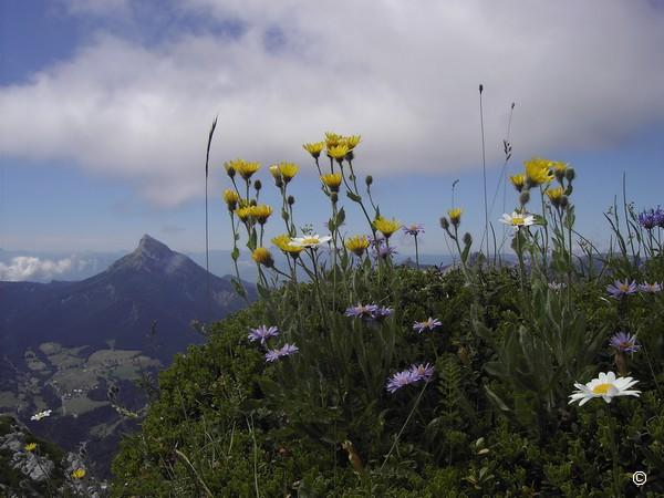Arête fleurie.