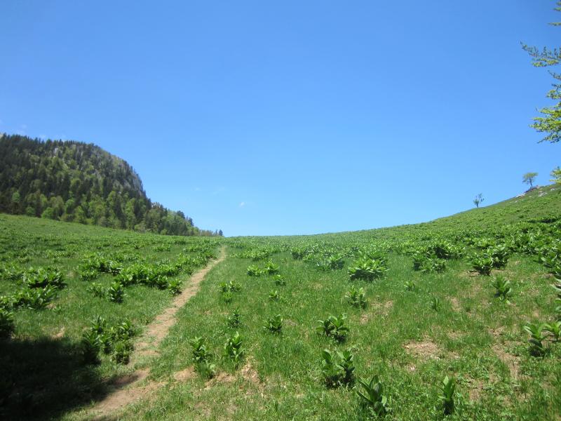 Arrivée dans la prairie du col