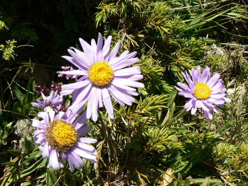 Aster alpinus