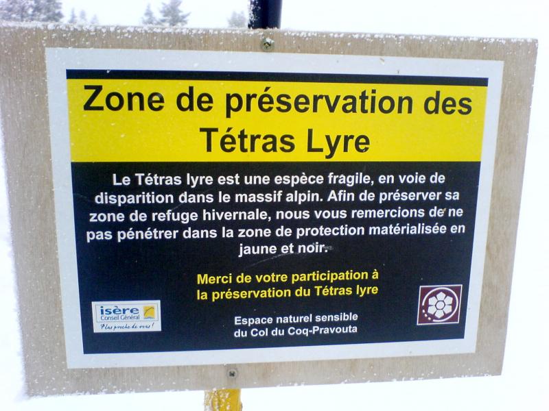 Attention aux tétras.