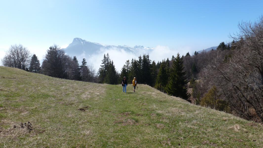 Au dessus de la grande foret