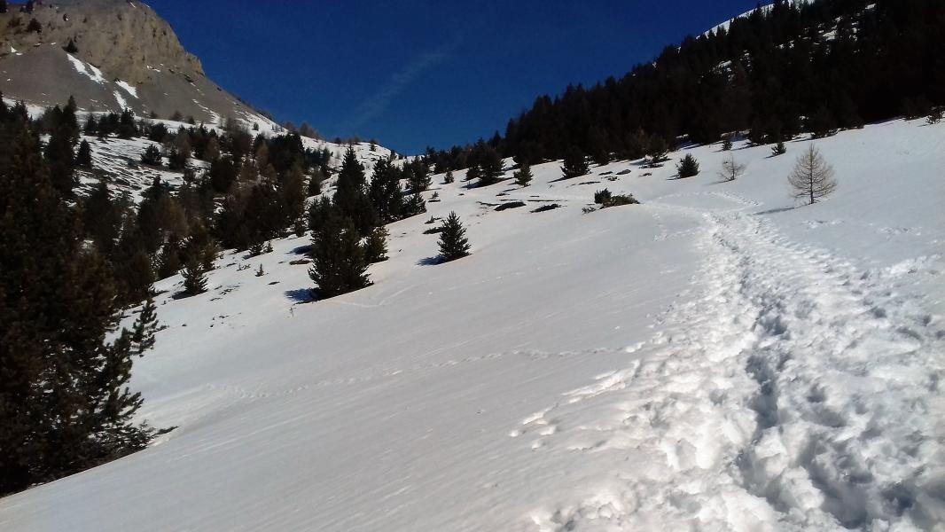 Au sortir de la forêt