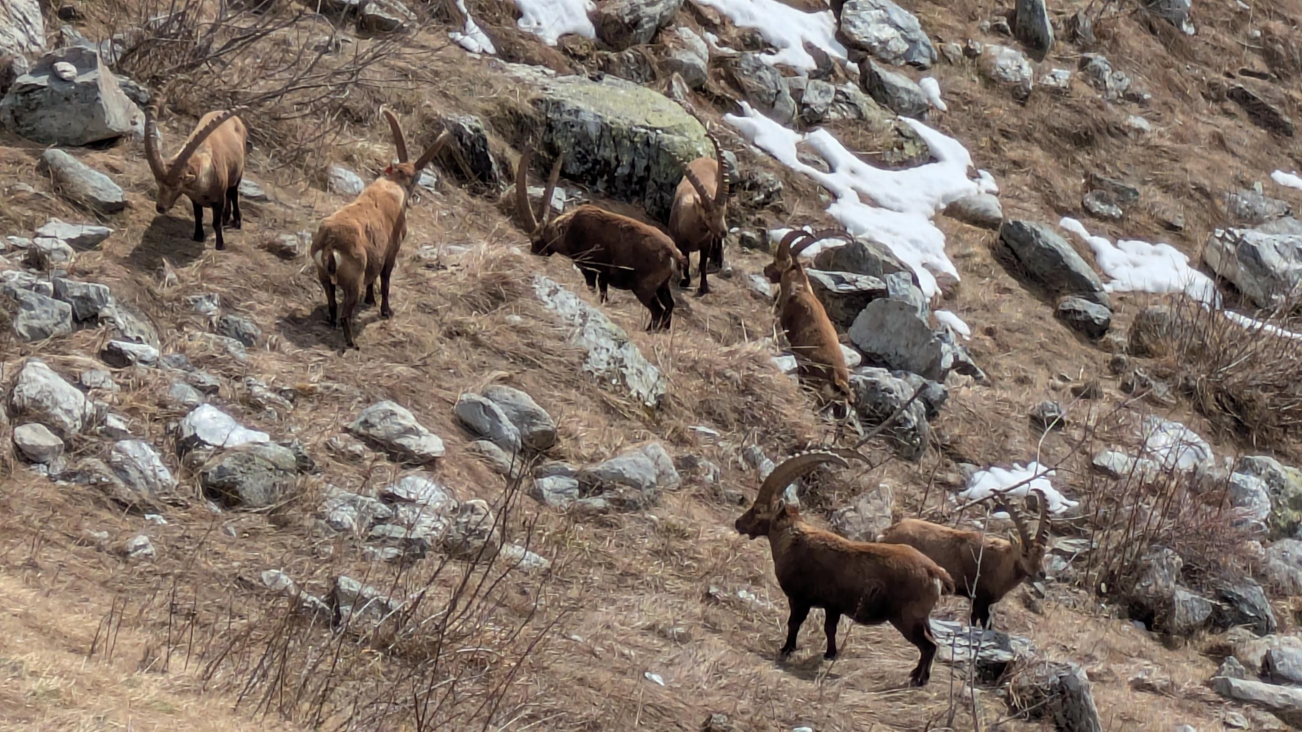 A la rencontre des bouquetins