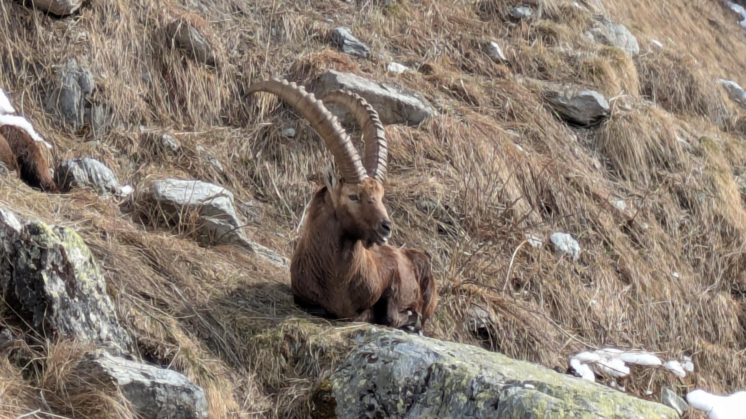 A la rencontre des bouquetins