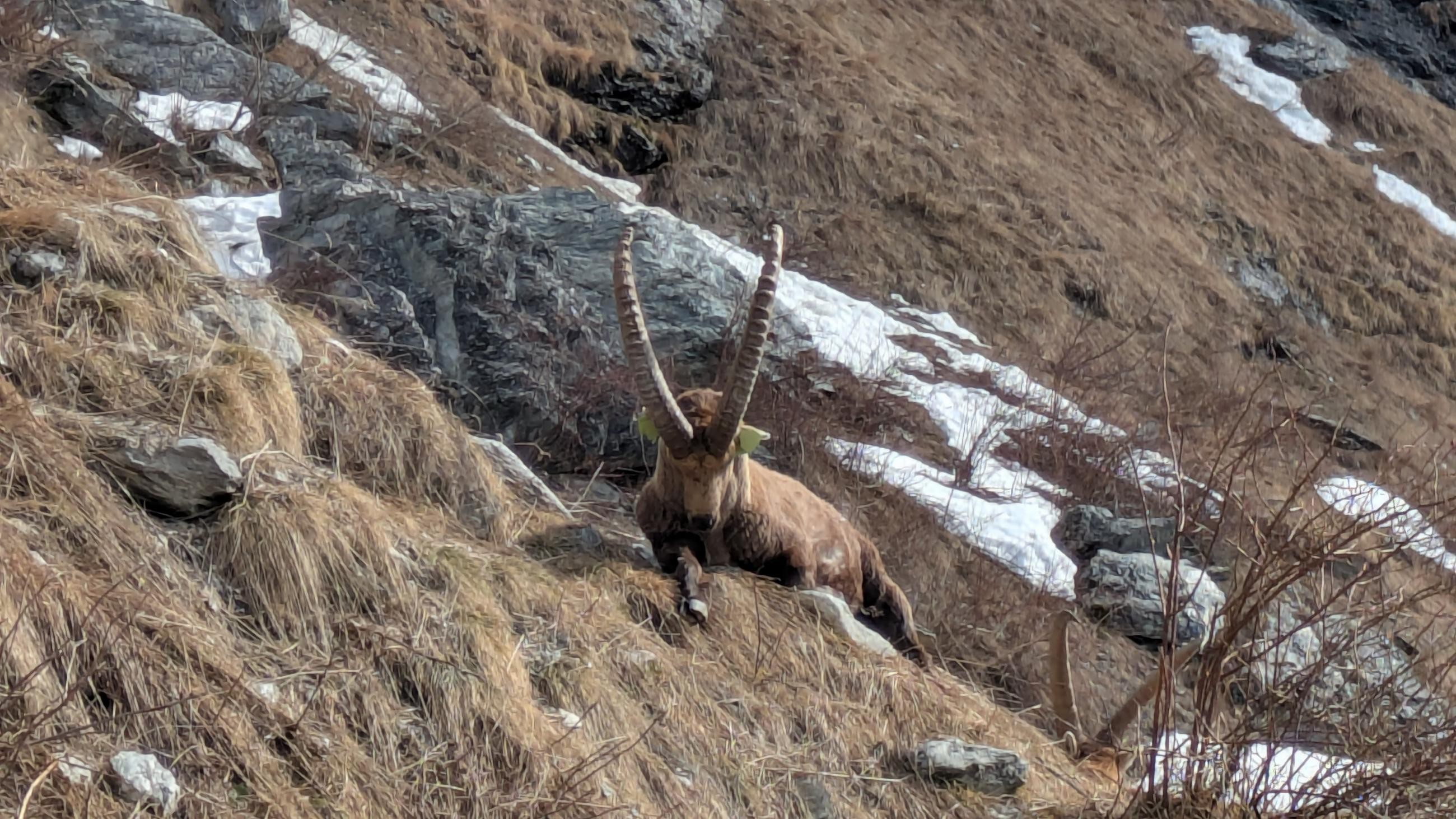 A la rencontre des bouquetins