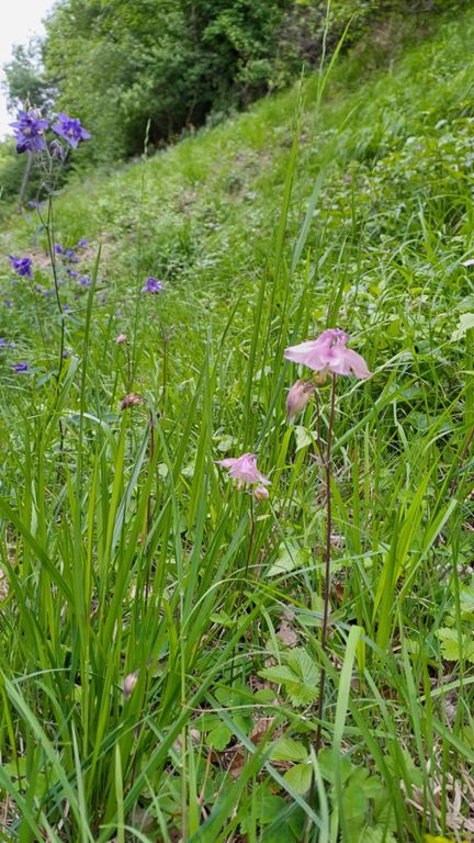 Réapprovisionnement fût Jupiler