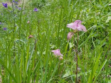 Réapprovisionnement fût Jupiler