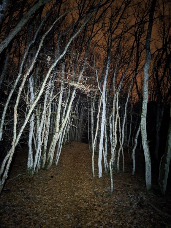 Avec les copains nocturnes de la forêt