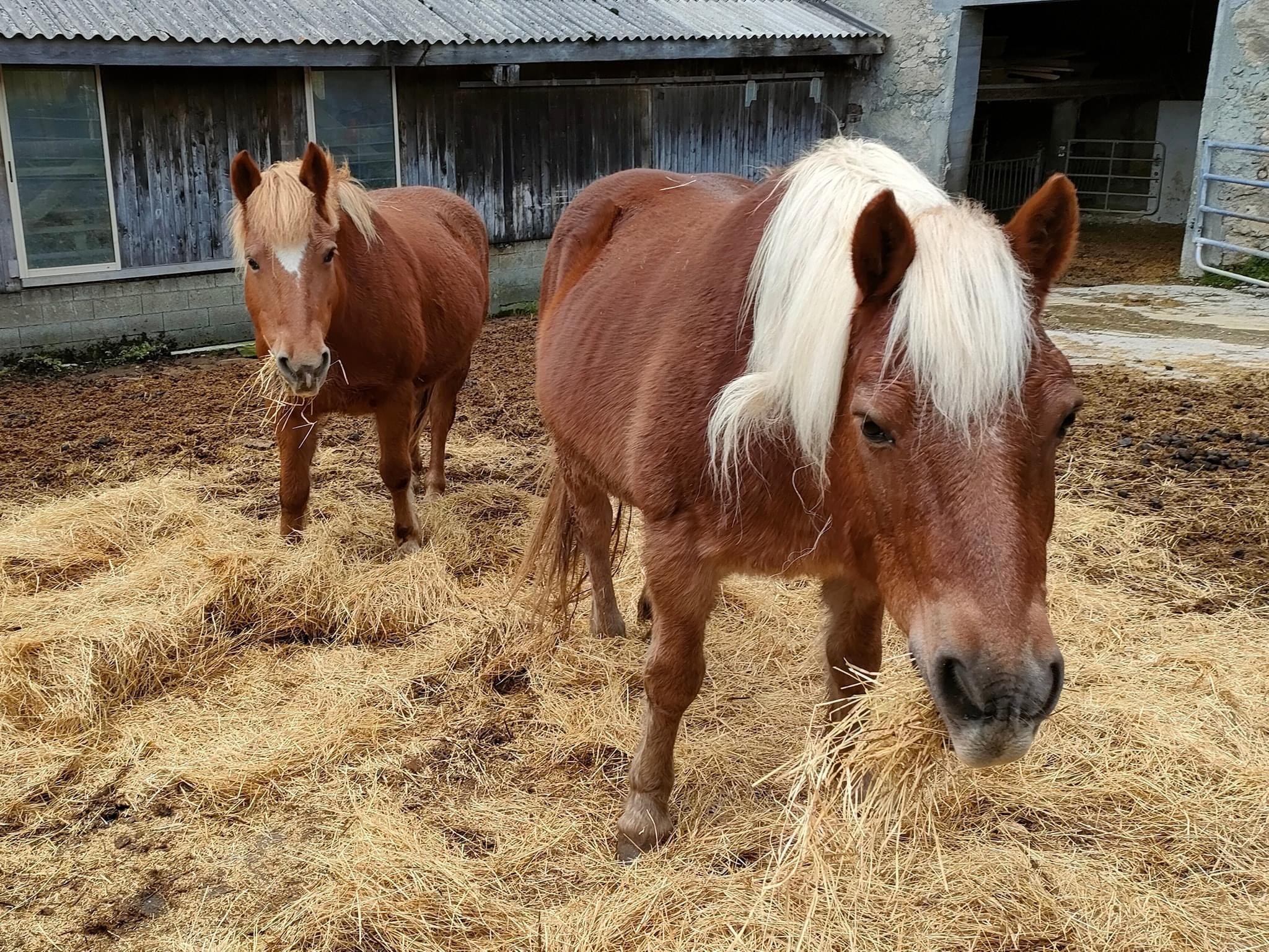 A l’écurie pour l’hiver 
