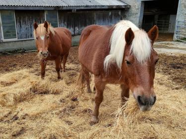 A l’écurie pour l’hiver 