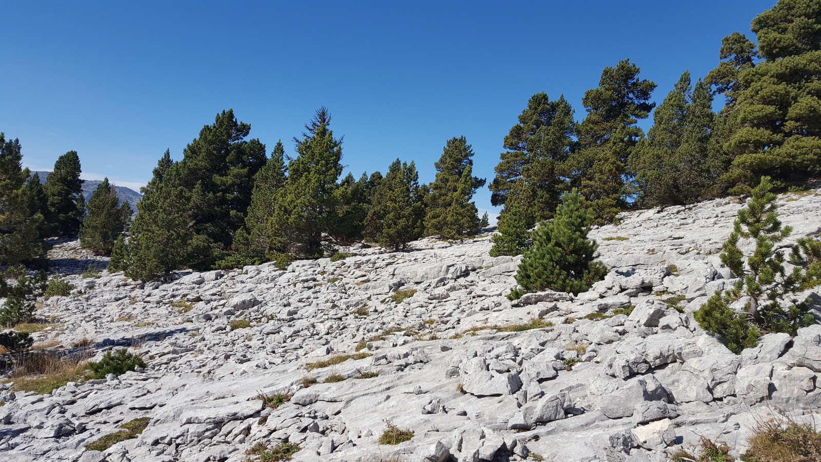 A la recherche du Gypaete