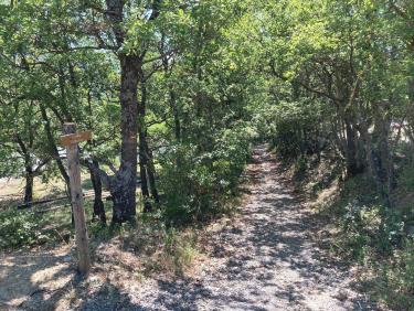 Allée des chênes après la route